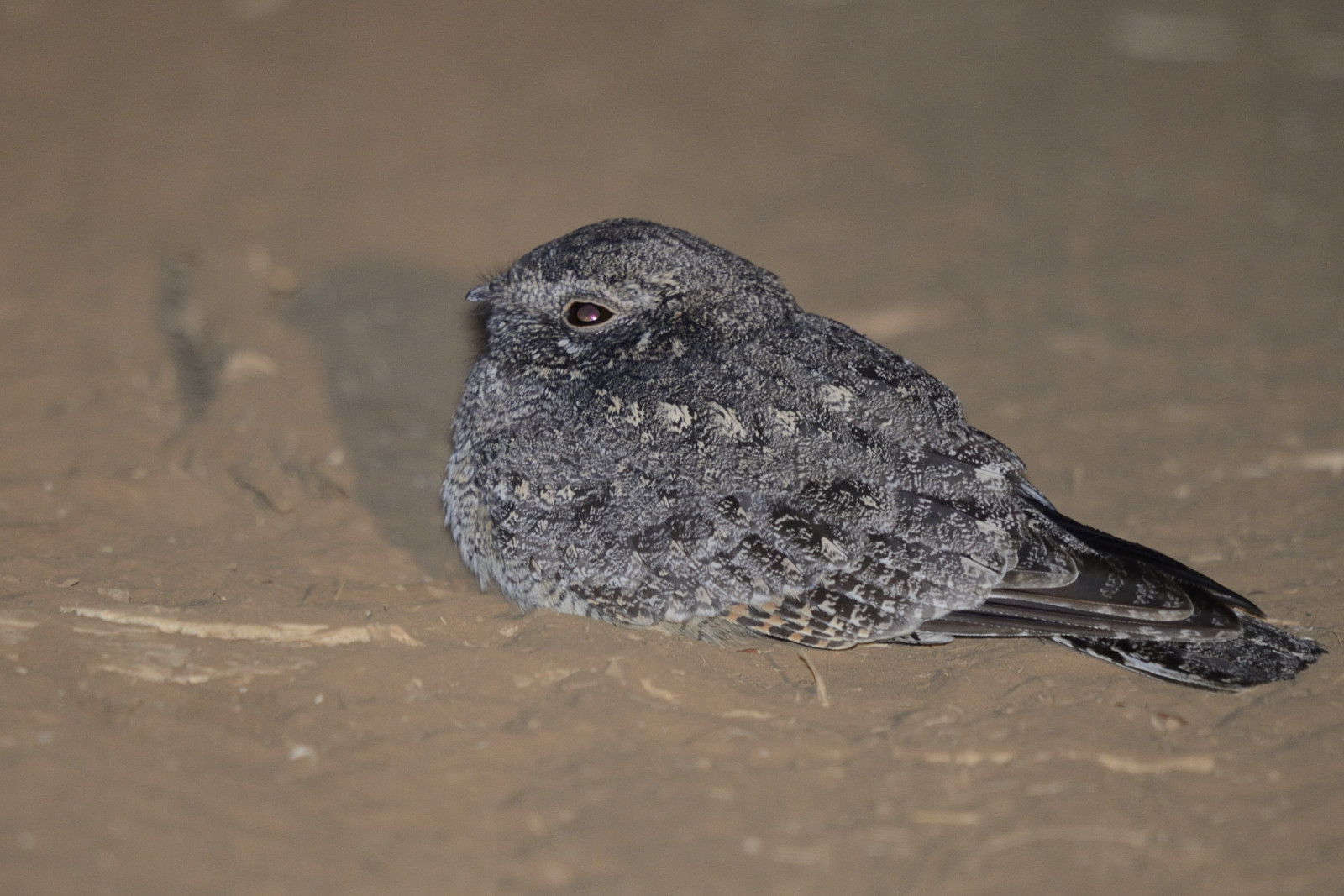 image Freckled Nightjar